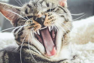 Tips on Dealing With Cat Aggression