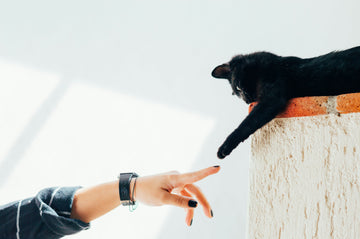 Don’t Declaw Your Cat — A Silent Scream You Can Prevent