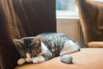 Blog35