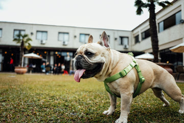 Is Your Dog One of These? Then It’s Time to Ditch the Collar for a Harness