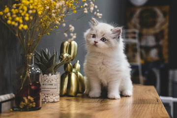 Blog37