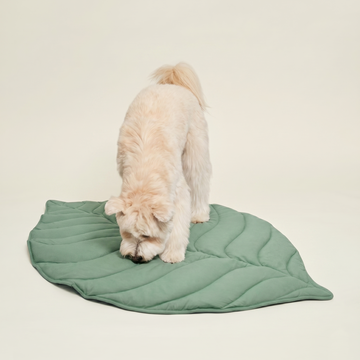 Why Dogs Scratch Before Lying Down