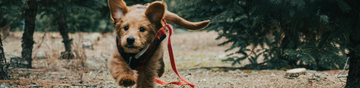 Dog Leash