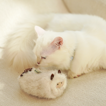 The Silent Language of the Cat's Slow Blink