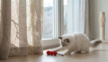 No, Your Cat Isn't Ignoring You