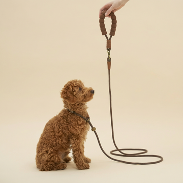 Dog Leash