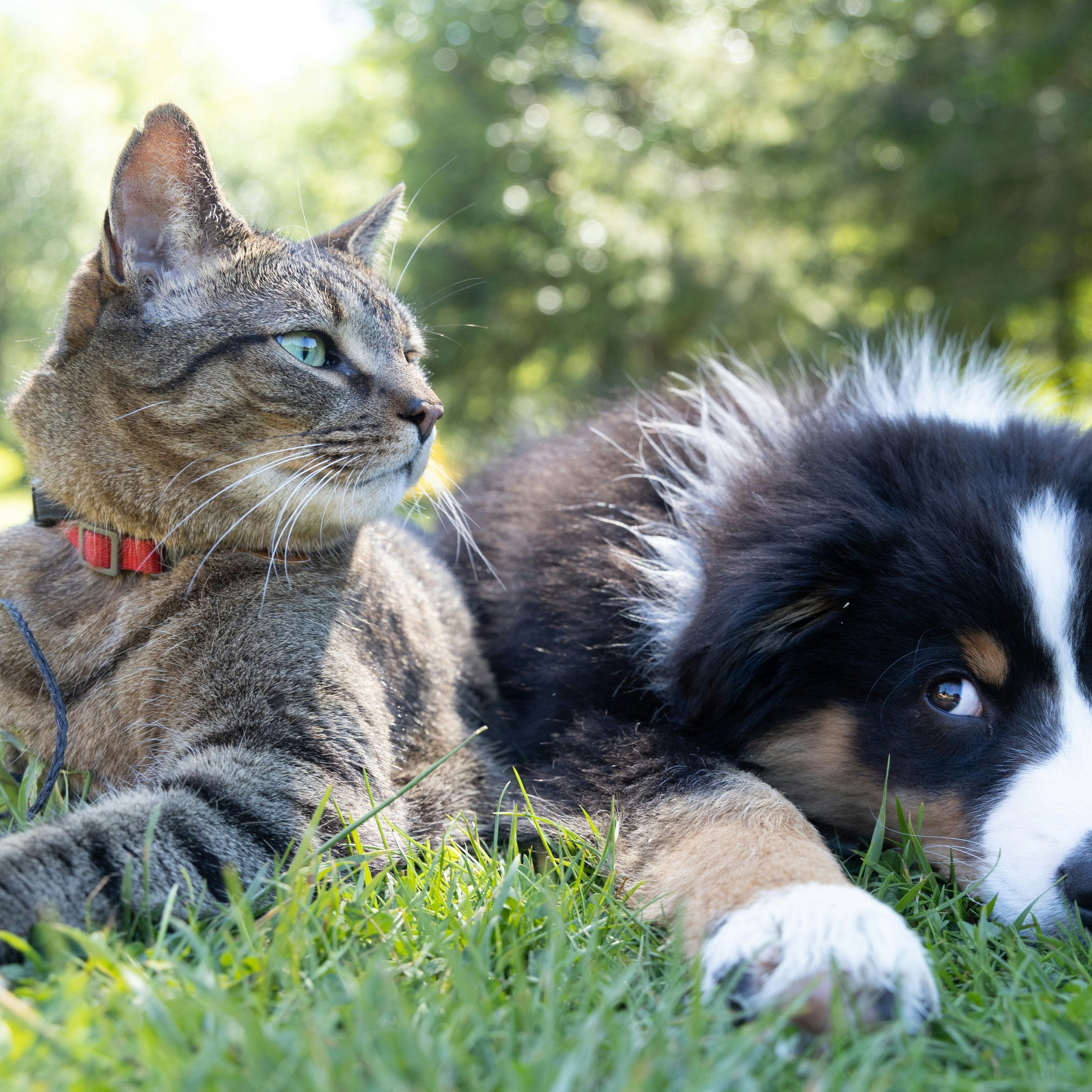 Yes, Pets Can Have Allergies — Here's What You Need to Know