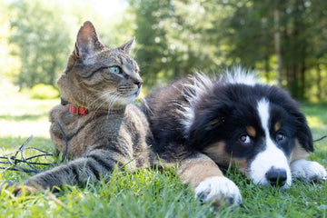 Yes, Pets Can Have Allergies — Here's What You Need to Know