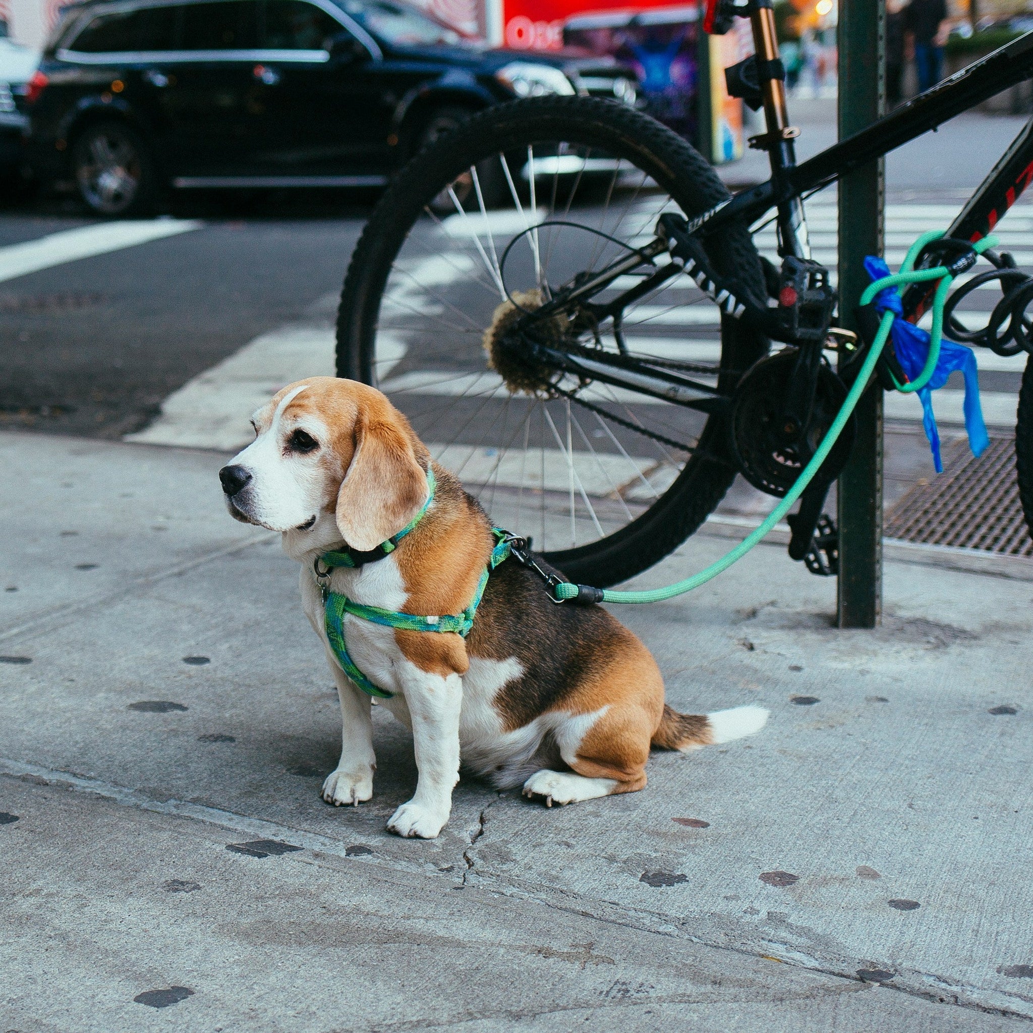 Back-to-School, Back to Balance: Helping Pets Adjust with Ease