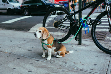 Back-to-School, Back to Balance: Helping Pets Adjust with Ease