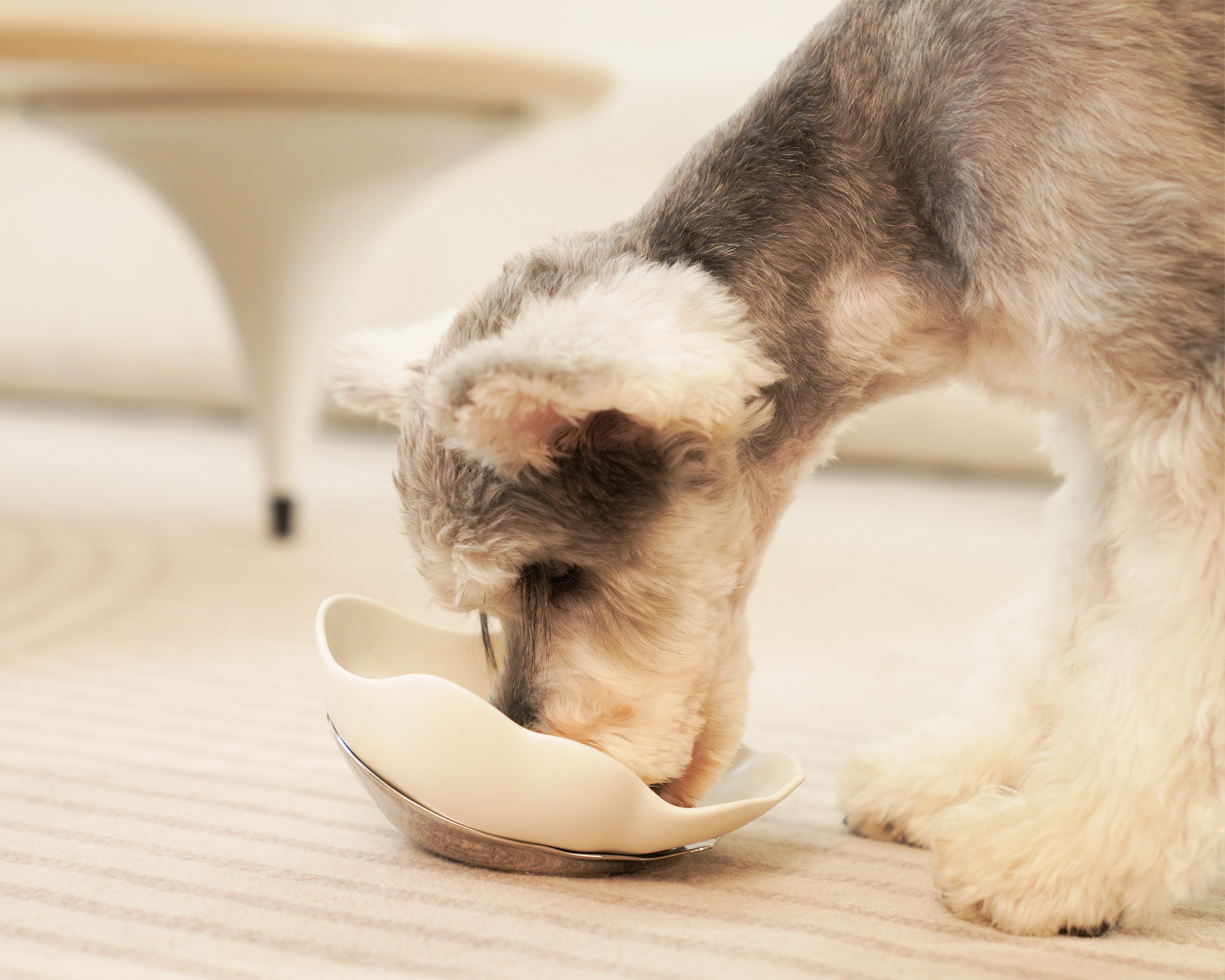 Top Pick for Pet Parents: Why the Bobopal Conch Pet Bowl Stands Out