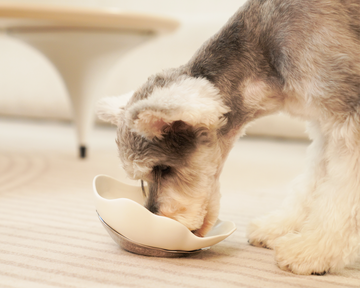 Discover the Best Bobopal Conch Pet Bowl: Top Christmas Gift for Your Furry Friends