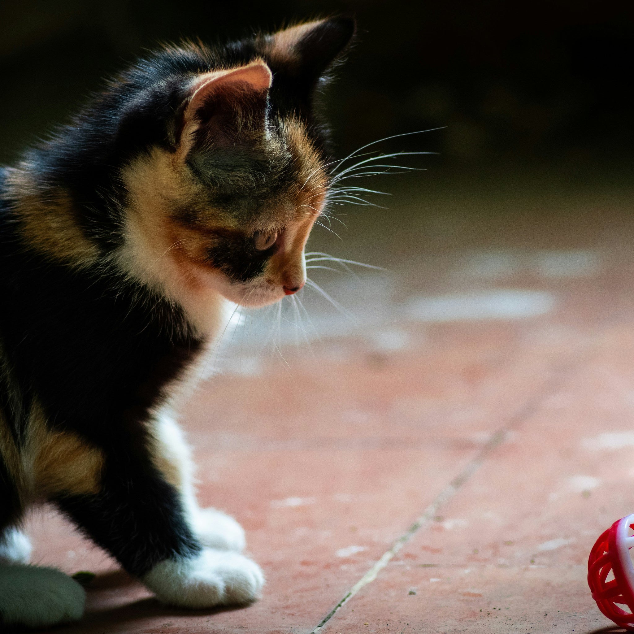 Solving the Fat Cat Dilemma: Why Playtime Might Be the Secret Ingredient