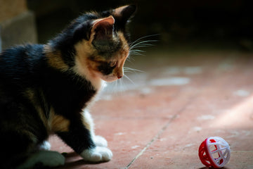 Solving the Fat Cat Dilemma: Why Playtime Might Be the Secret Ingredient