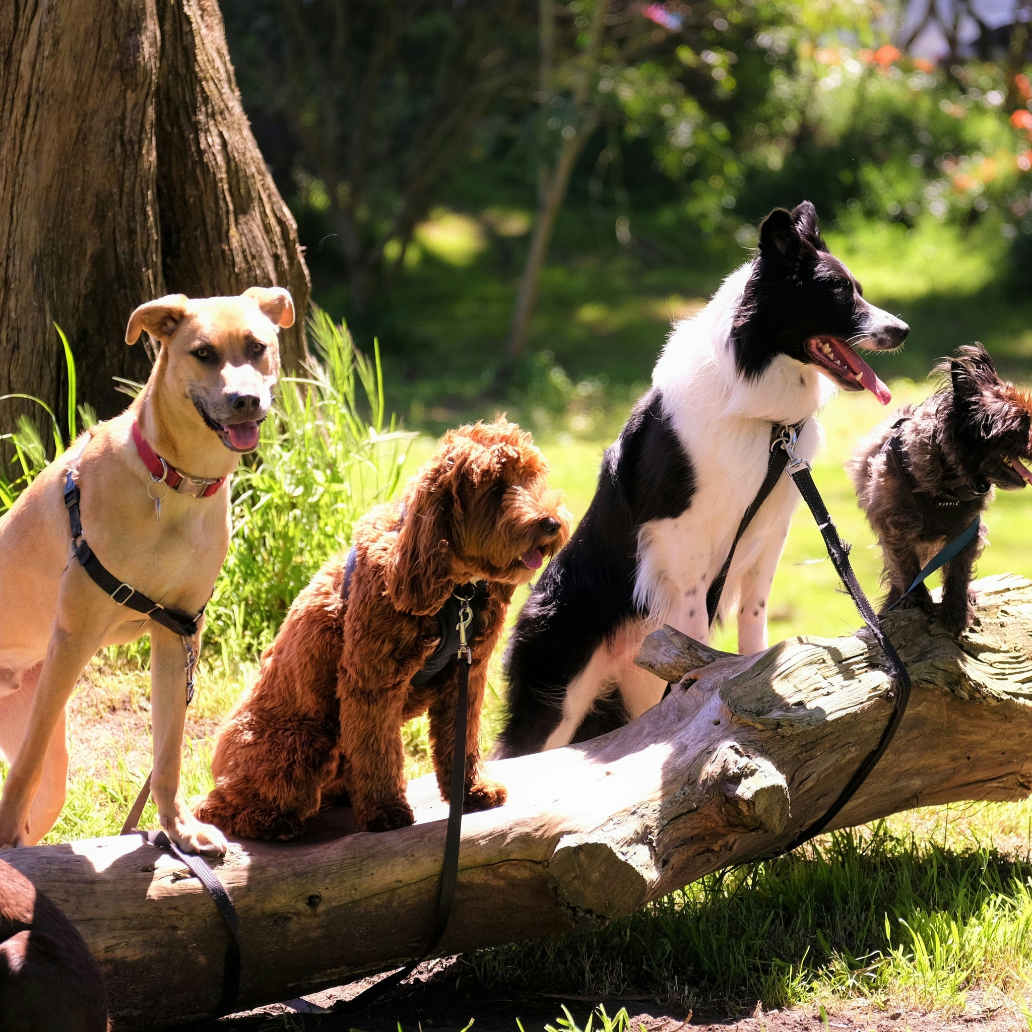 How to Help Your Dog Become More Social – A Guide from Bobopal