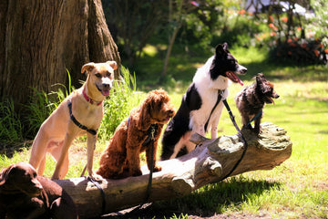 How to Help Your Dog Become More Social – A Guide from Bobopal