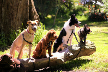 How to Measure Your Dog's Neck for a Collar