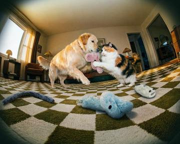 Pet Anxiety Relief: The Science of Puzzle Toys