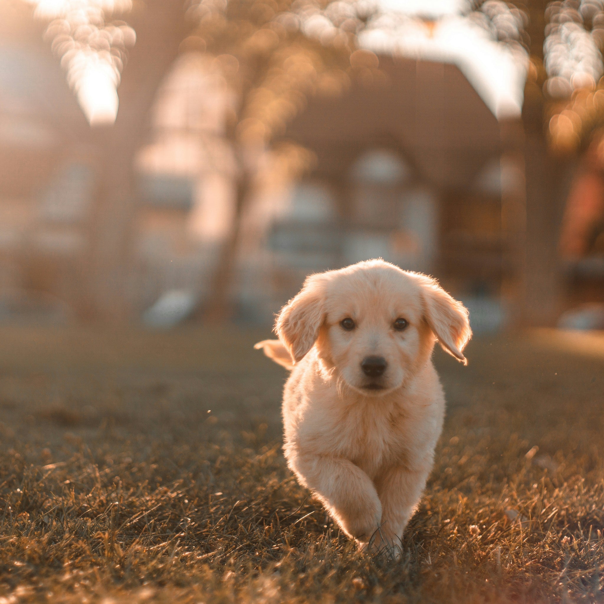 Why Regular Vet Visits Are a Must for Your Dog’s Lifelong Health