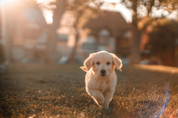 Why Regular Vet Visits Are a Must for Your Dog’s Lifelong Health