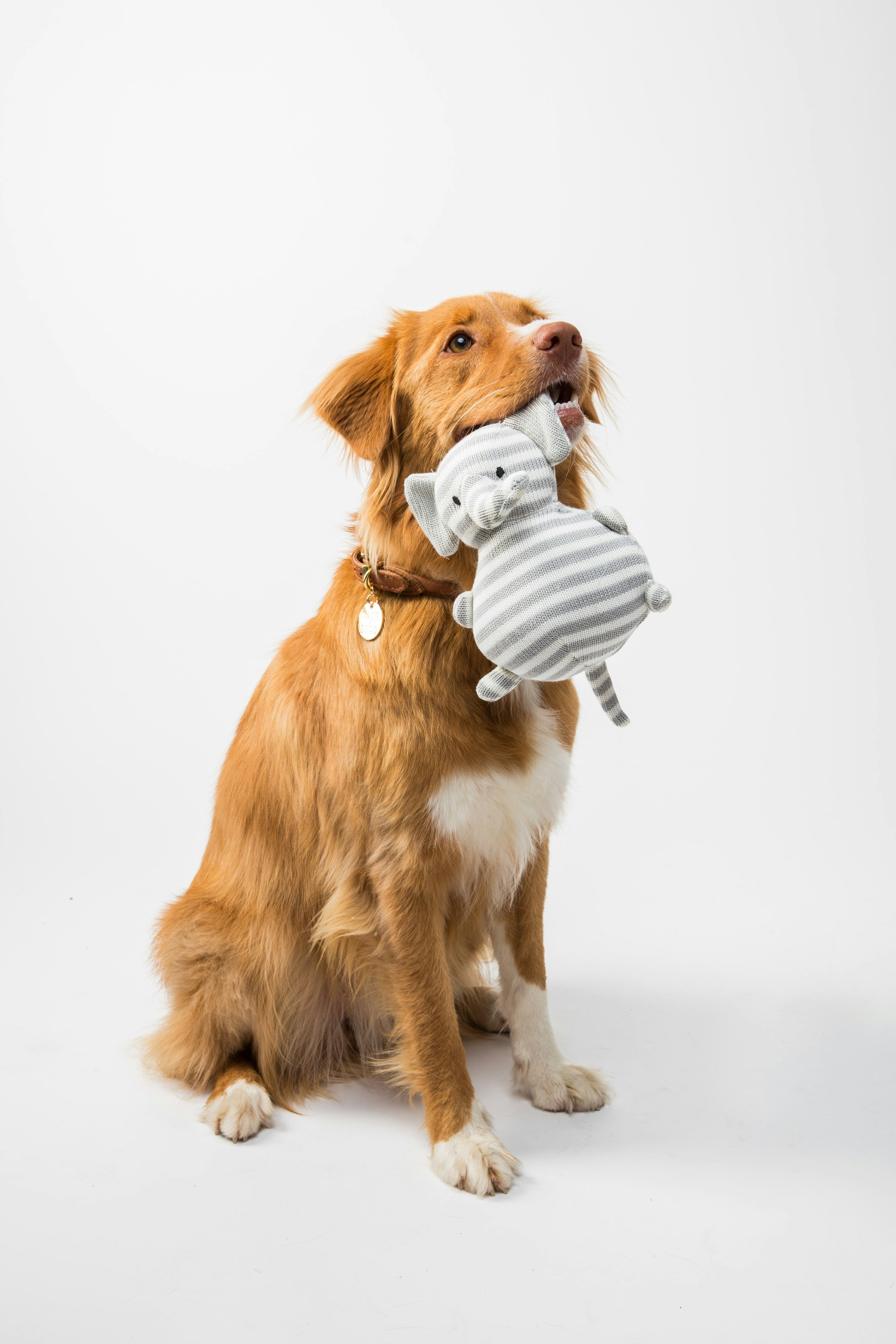 Consejos de seguridad: Alimentos que tu mascota nunca debe comer — y c ...