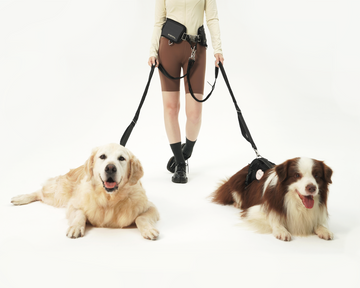 Walk in Harmony: Reclaiming the Joy of Shared Adventures