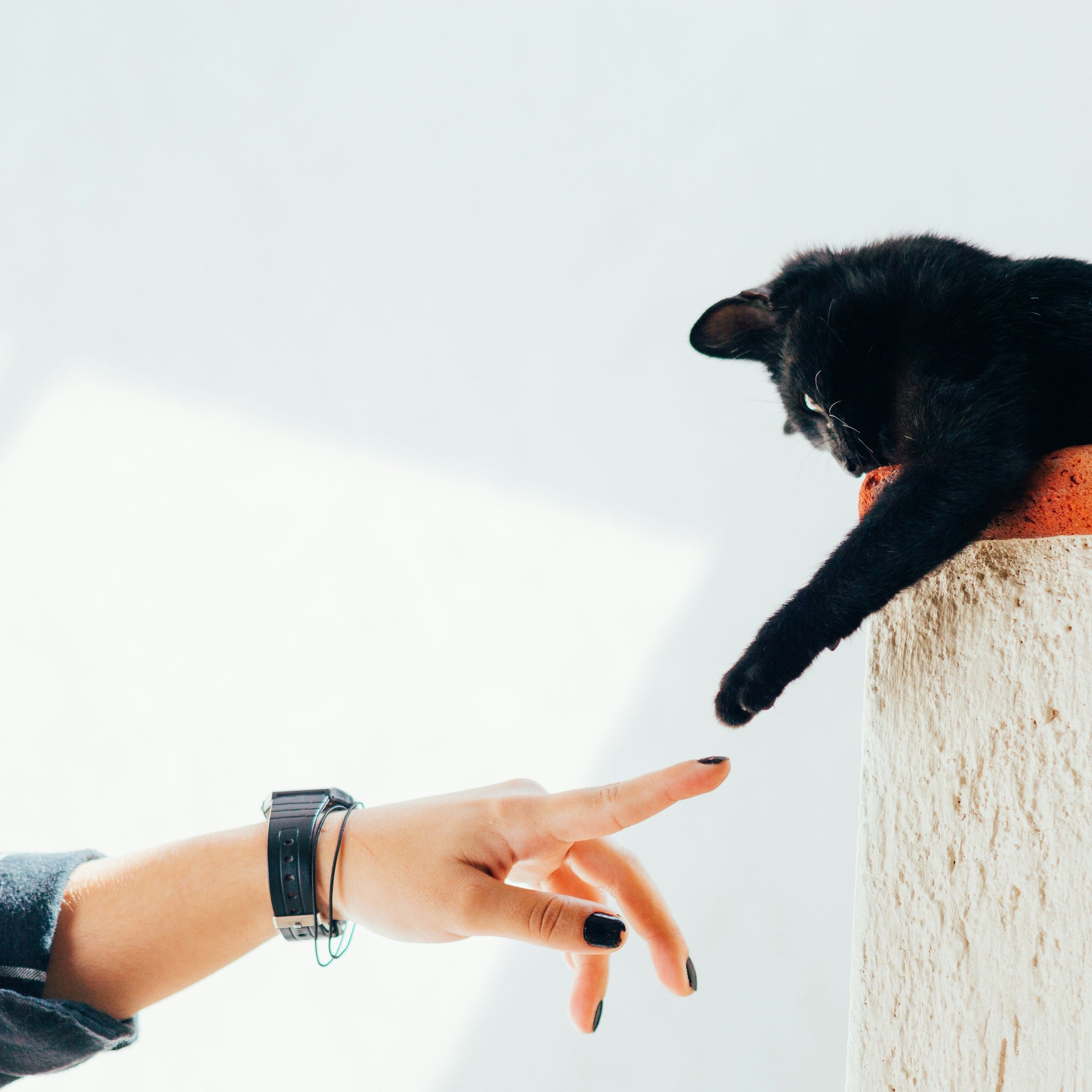 Don’t Declaw Your Cat — A Silent Scream You Can Prevent