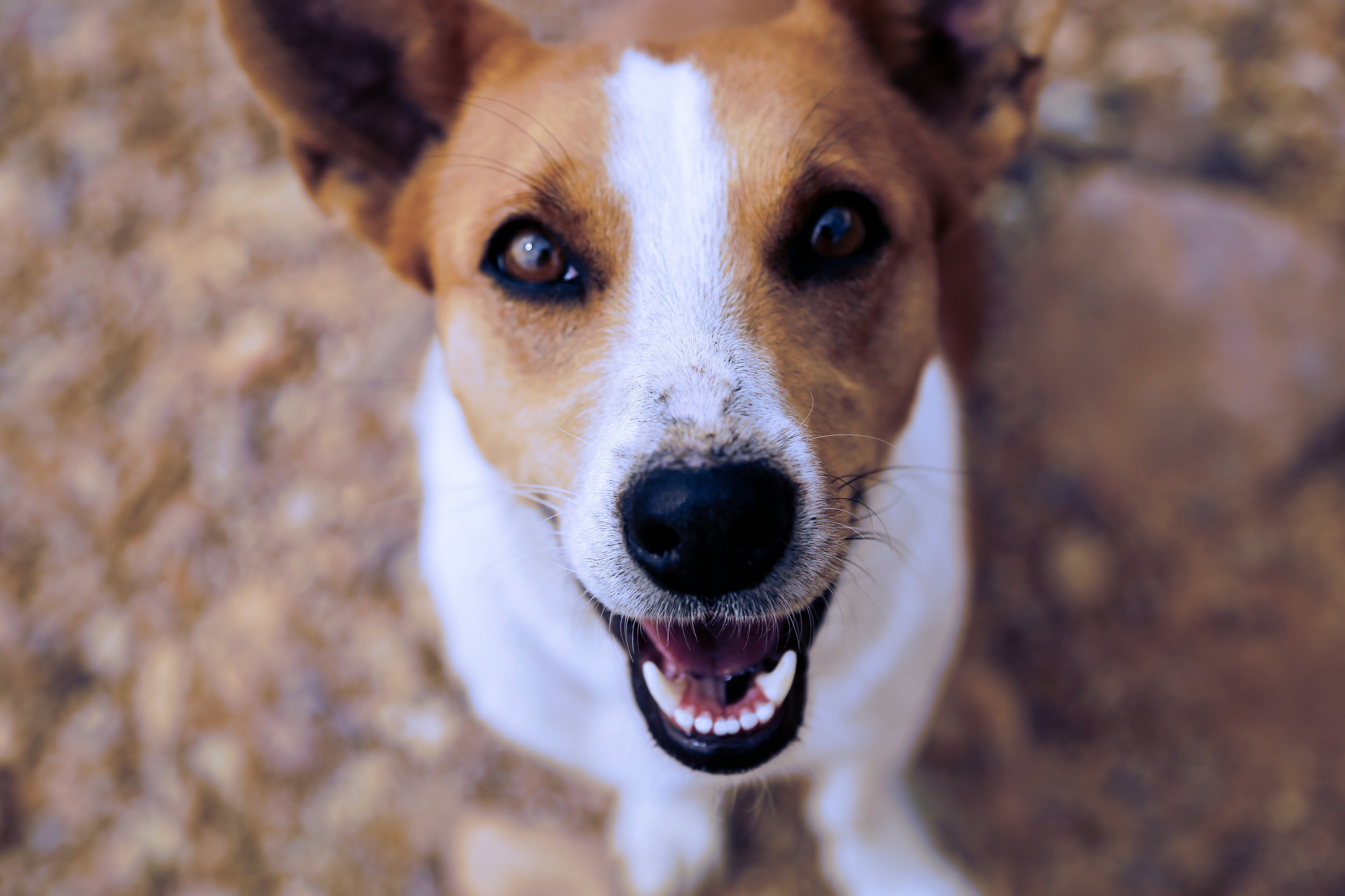 Understanding Pet Dental Care: Everything You Need to Know