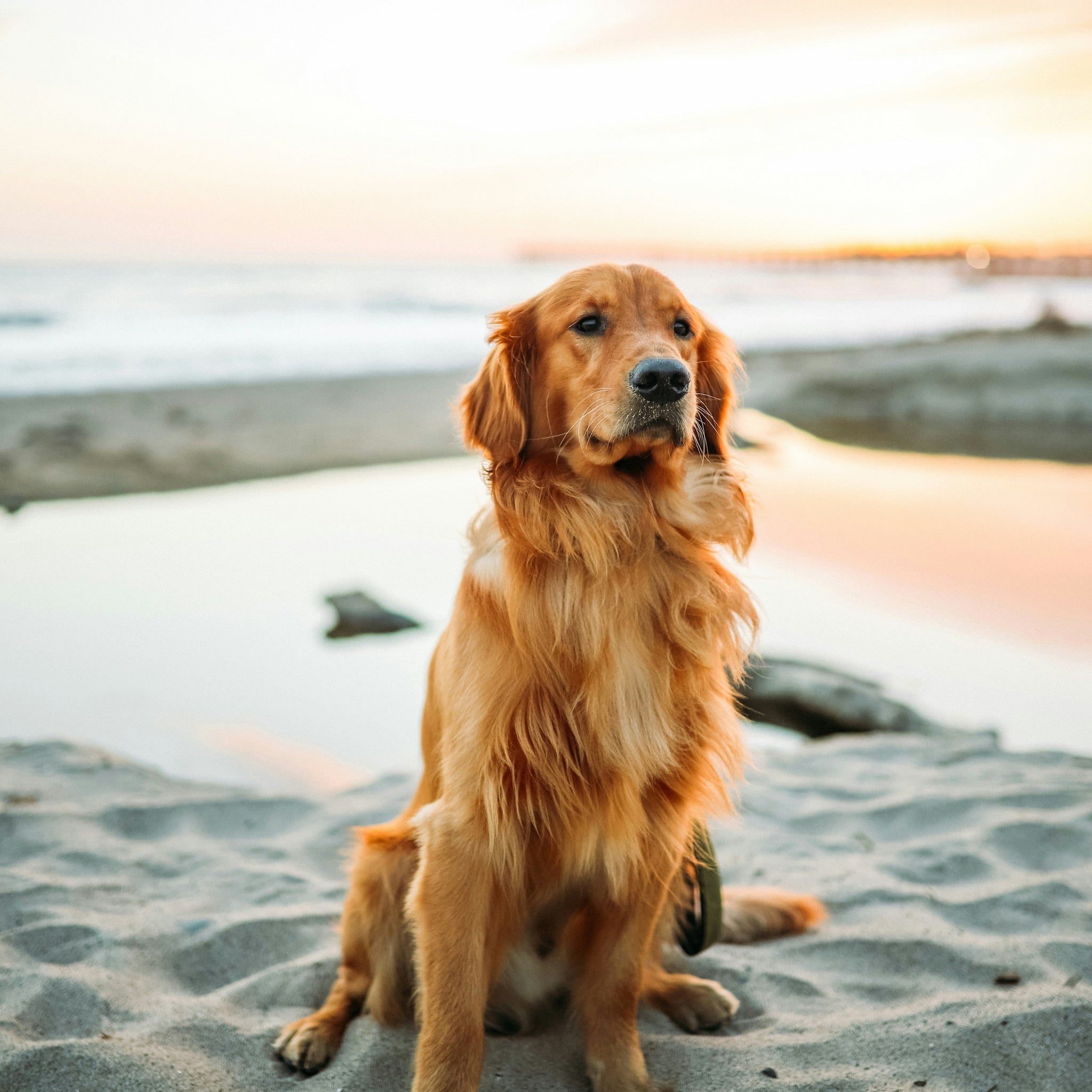 Keep Your Pet Cool: Essential Summer Safety Tips for Dogs