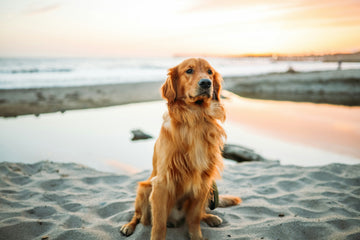 Keep Your Pet Cool: Essential Summer Safety Tips for Dogs