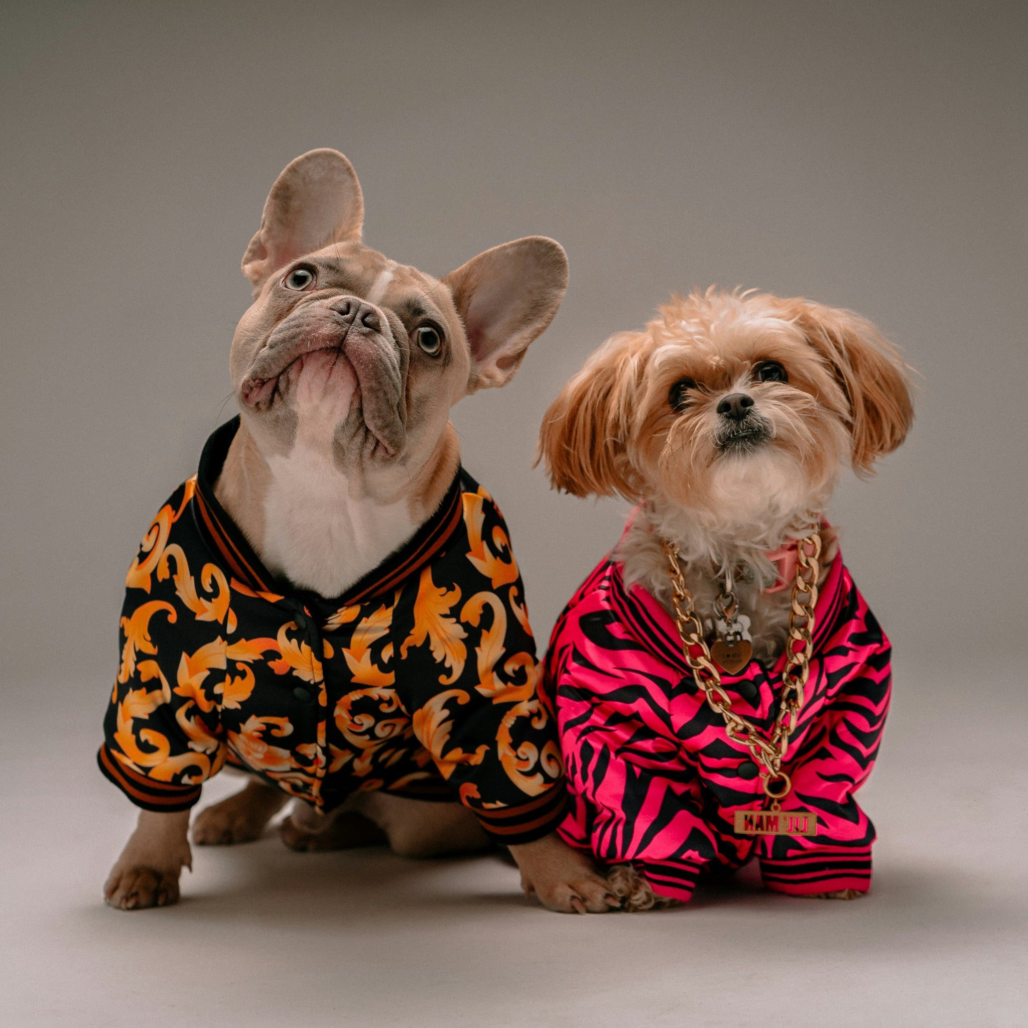 Bobopal’s Guide: Training Tips for Puppies and Kittens