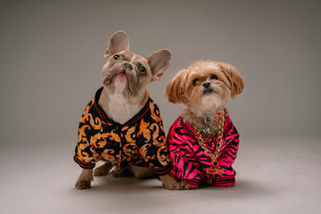 Bobopal’s Guide: Training Tips for Puppies and Kittens