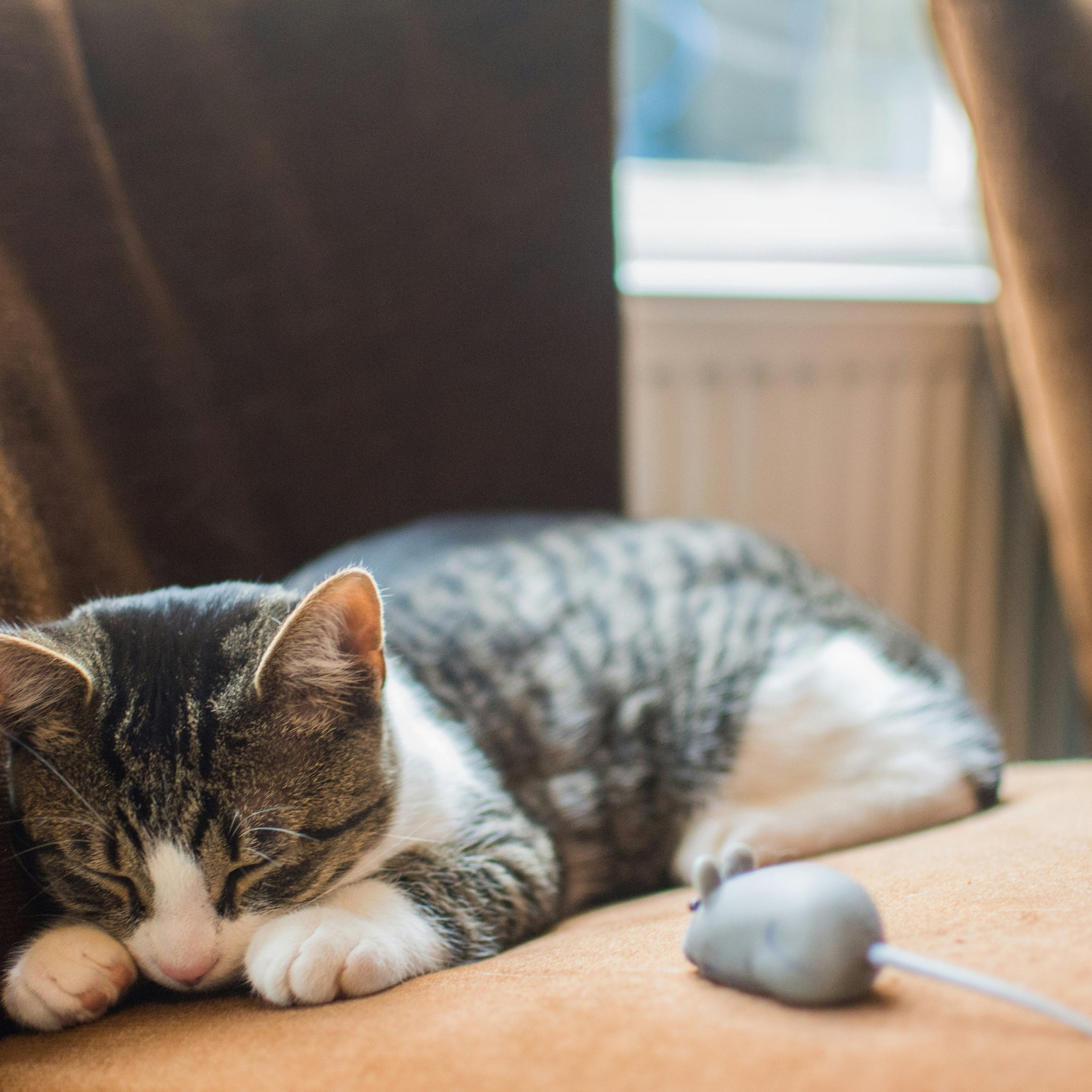 15 Fun Ways to Exercise Your Indoor Cat (and Why It Matters!)