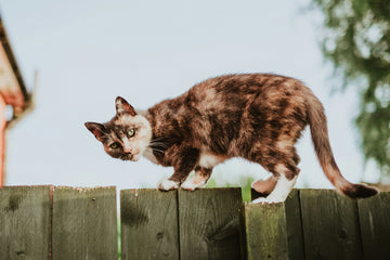 How to Keep Your Senior Cat Active and Happy