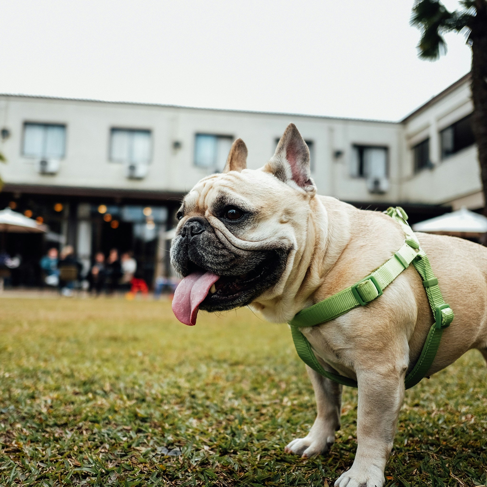 Is Your Dog One of These? Then It’s Time to Ditch the Collar for a Harness