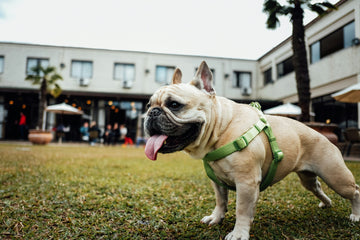 Is Your Dog One of These? Then It’s Time to Ditch the Collar for a Harness