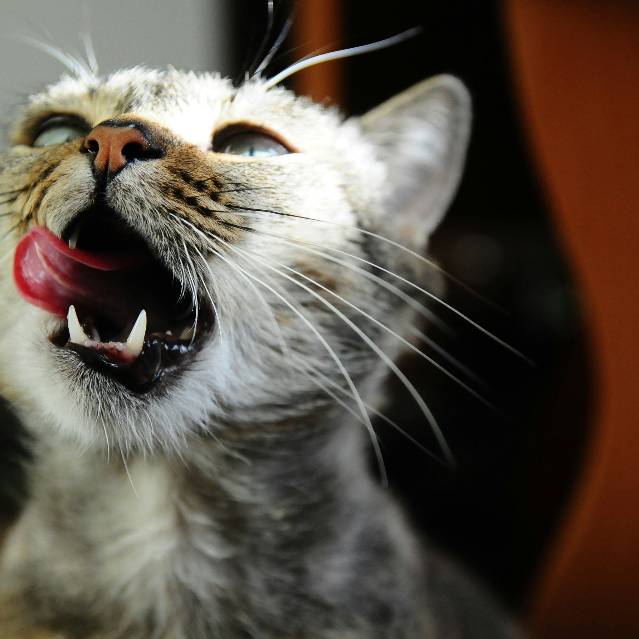 Top Tips for Choosing Pet Food (and Why the Bobopal Conch Pet Bowl Elevates Every Meal)