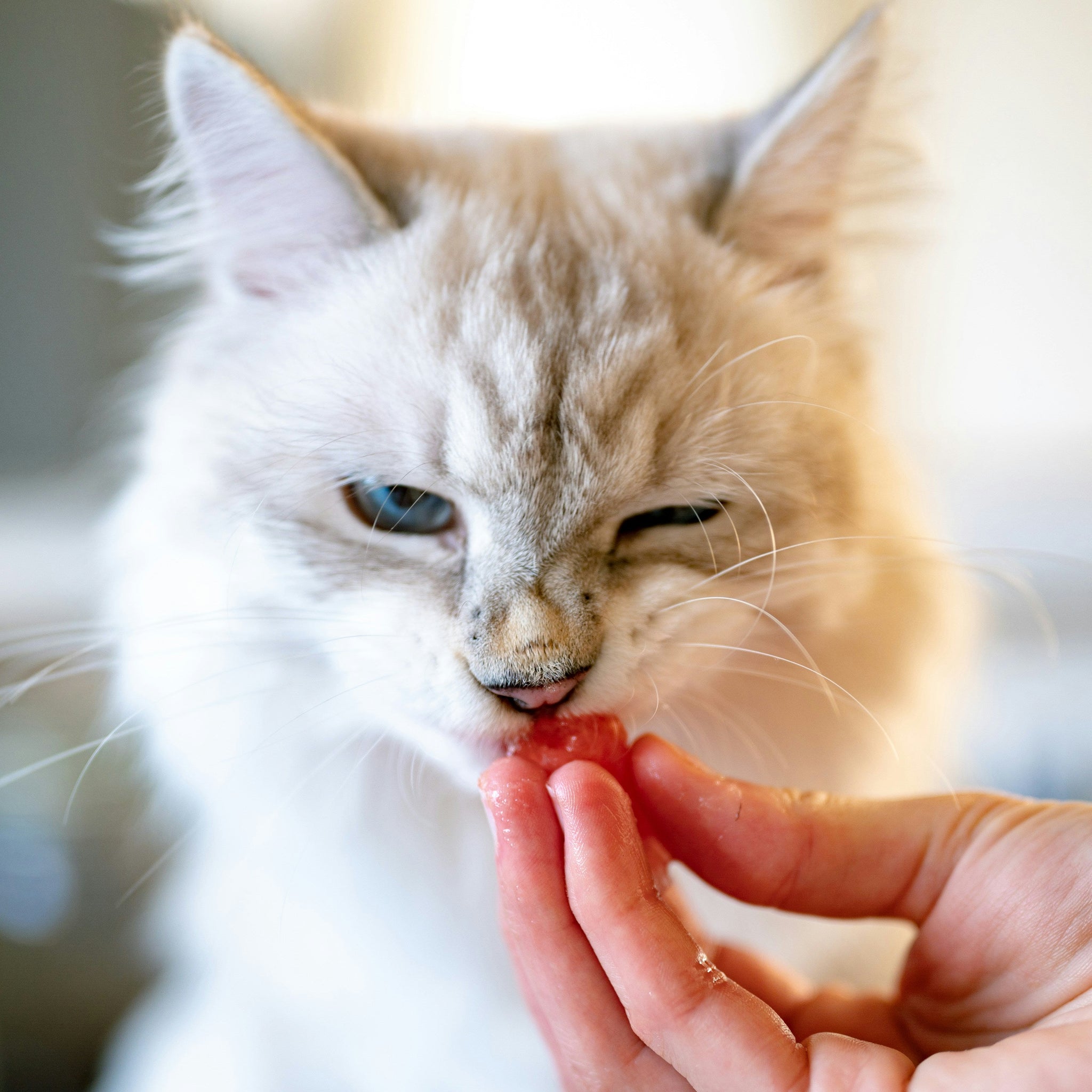 Why Your Cat Eats Too Fast: 7 Reasons and How to Slow Them Down