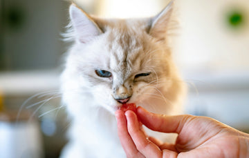 Why Your Cat Eats Too Fast: 7 Reasons and How to Slow Them Down