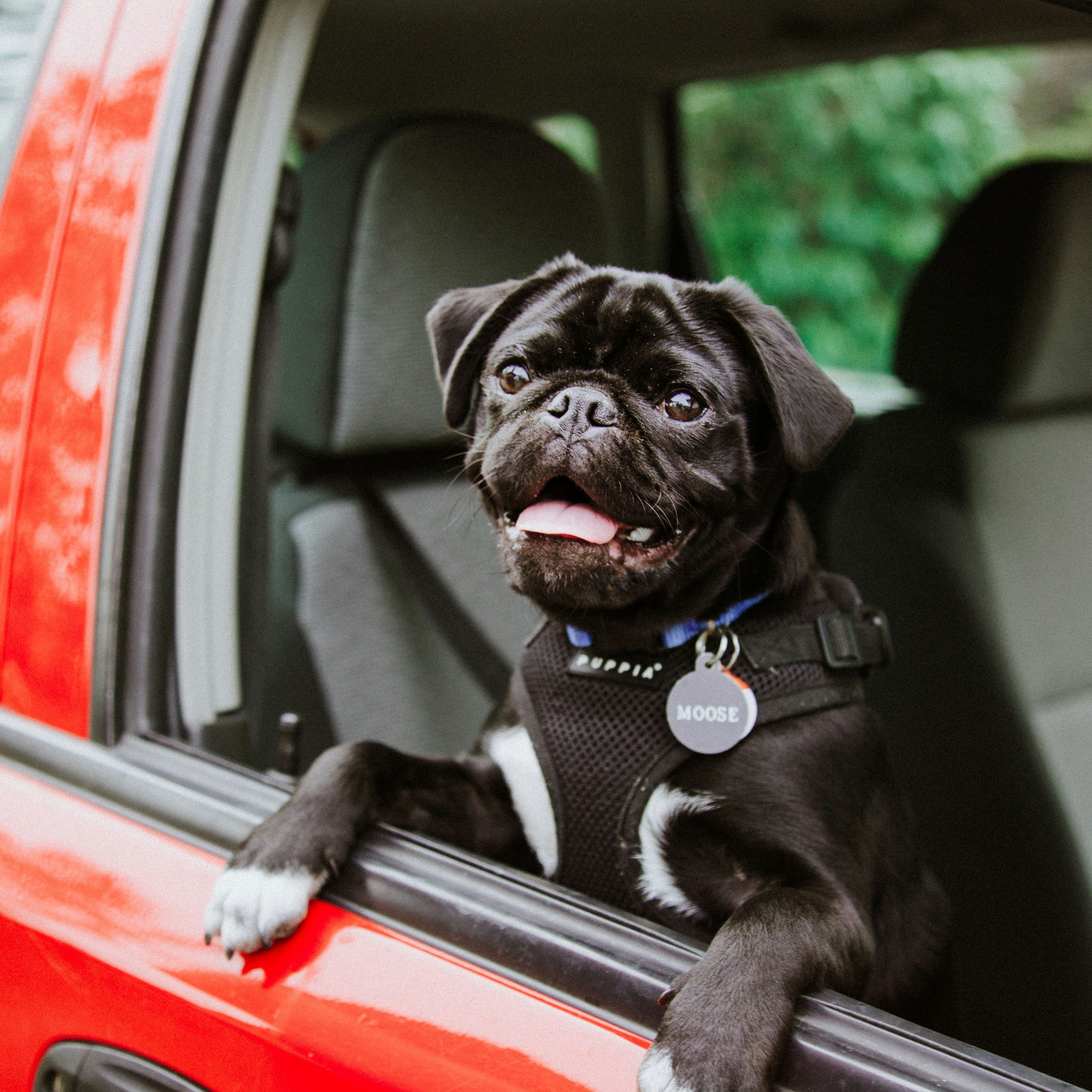 Best Tips for Stress-Free Holiday Travel with Your Pet Using Bobopal Handsfree Dog Leash