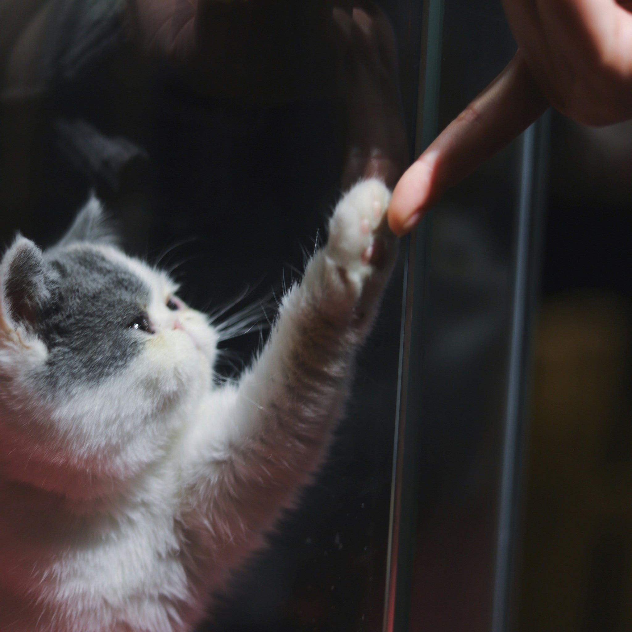 Weird Cat Behavior Decoded: What Your Kitty’s Really Trying to Tell You