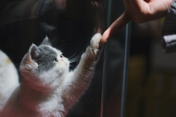 Weird Cat Behavior Decoded: What Your Kitty’s Really Trying to Tell You