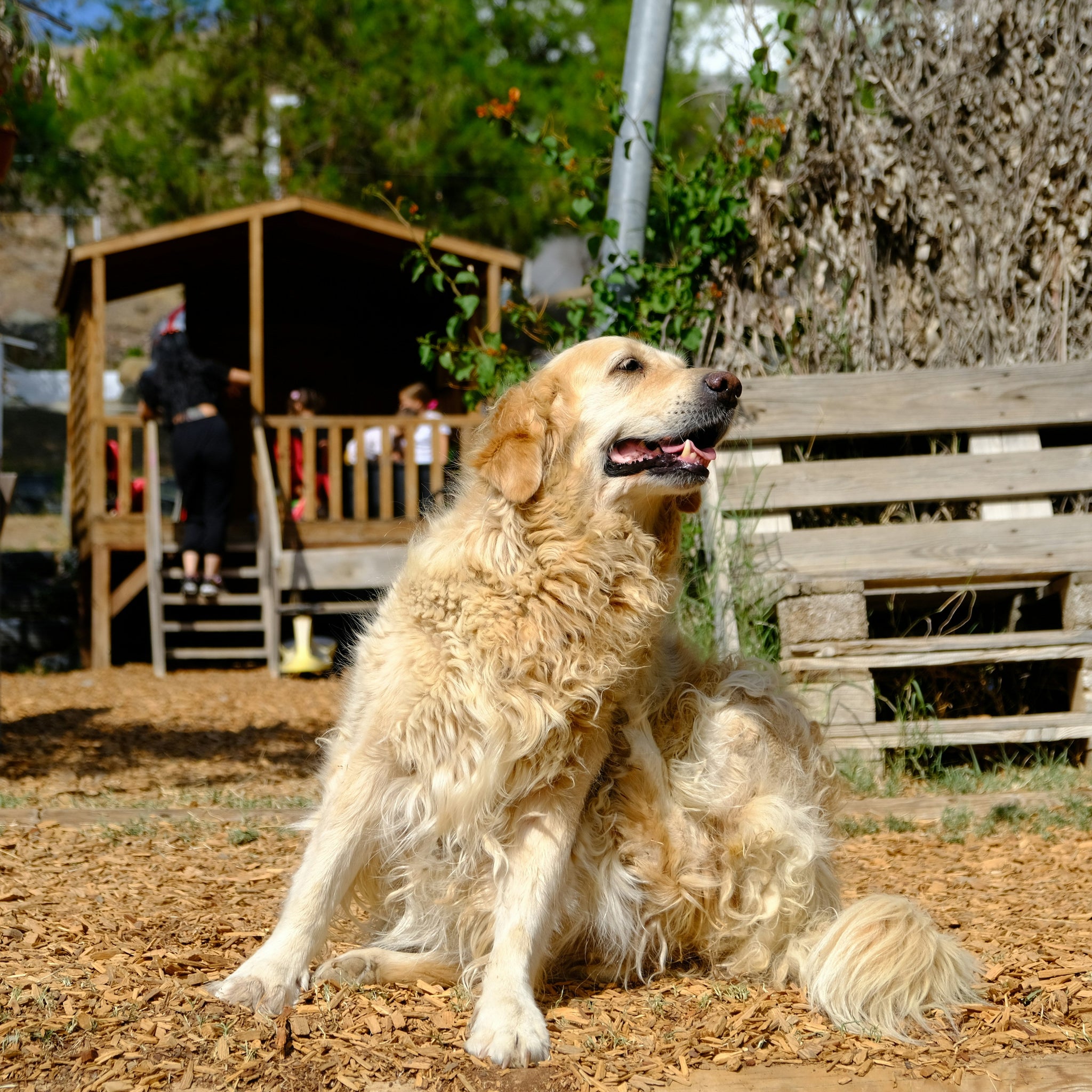 The Benefits of Spaying and Neutering: A Loving Choice for Your Pet’s Future