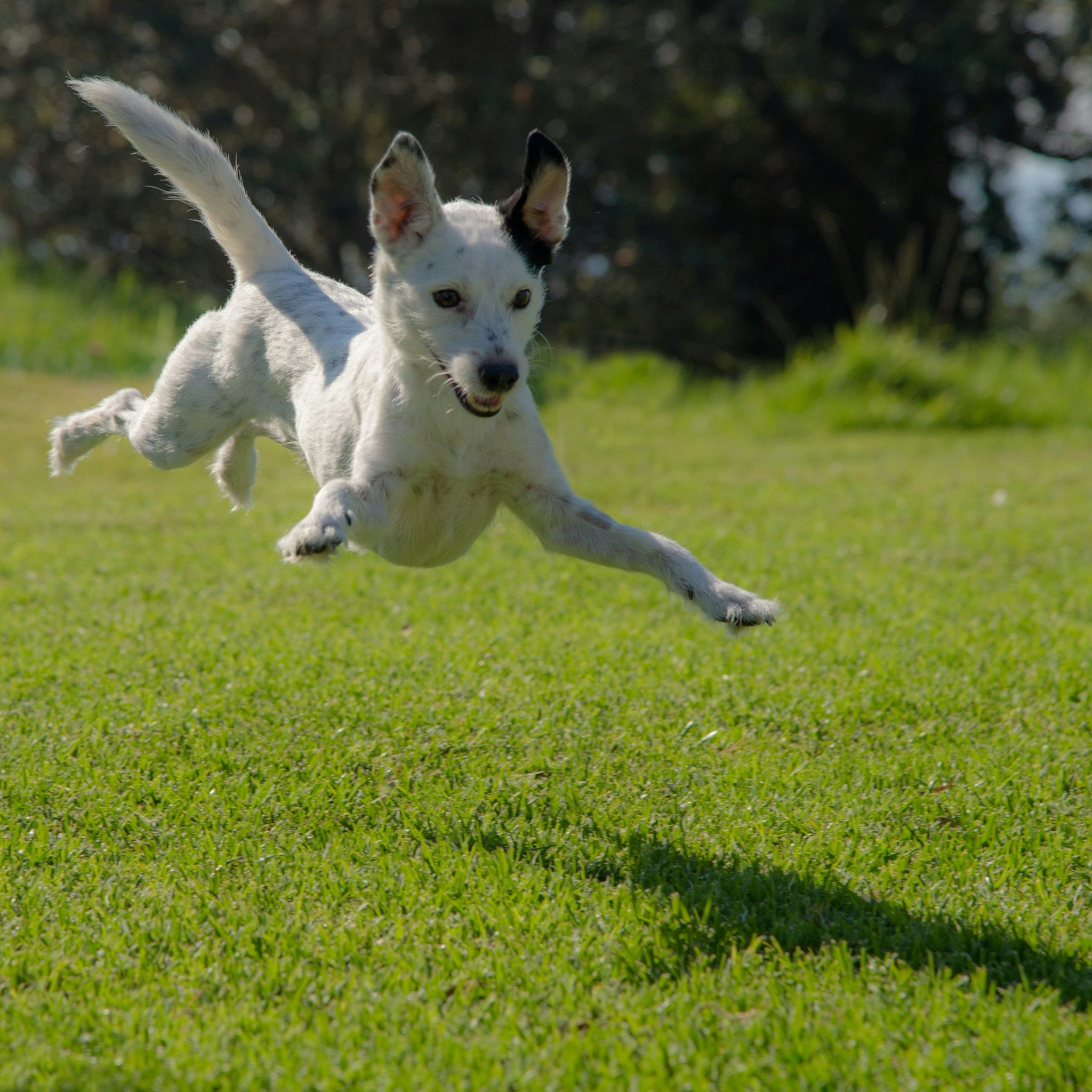 How to Build a Safe and Pet-Friendly Home
