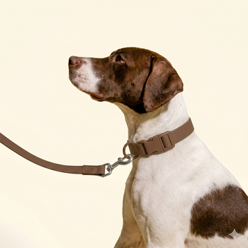 Helping a Nervous Dog Accept a New Collar