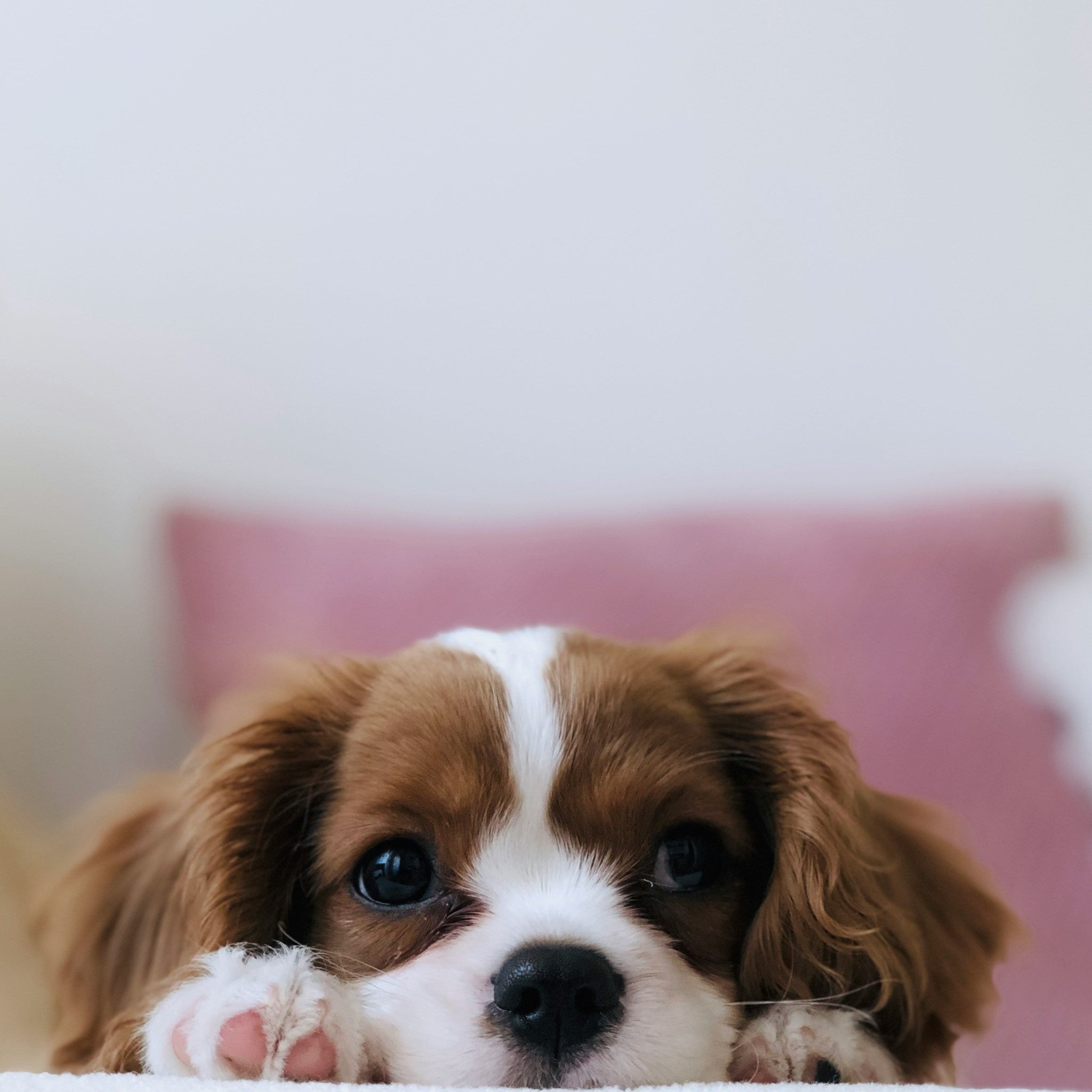 Top Tips to Soothe Pet Anxiety with Bobopal Conch Pet Bowl