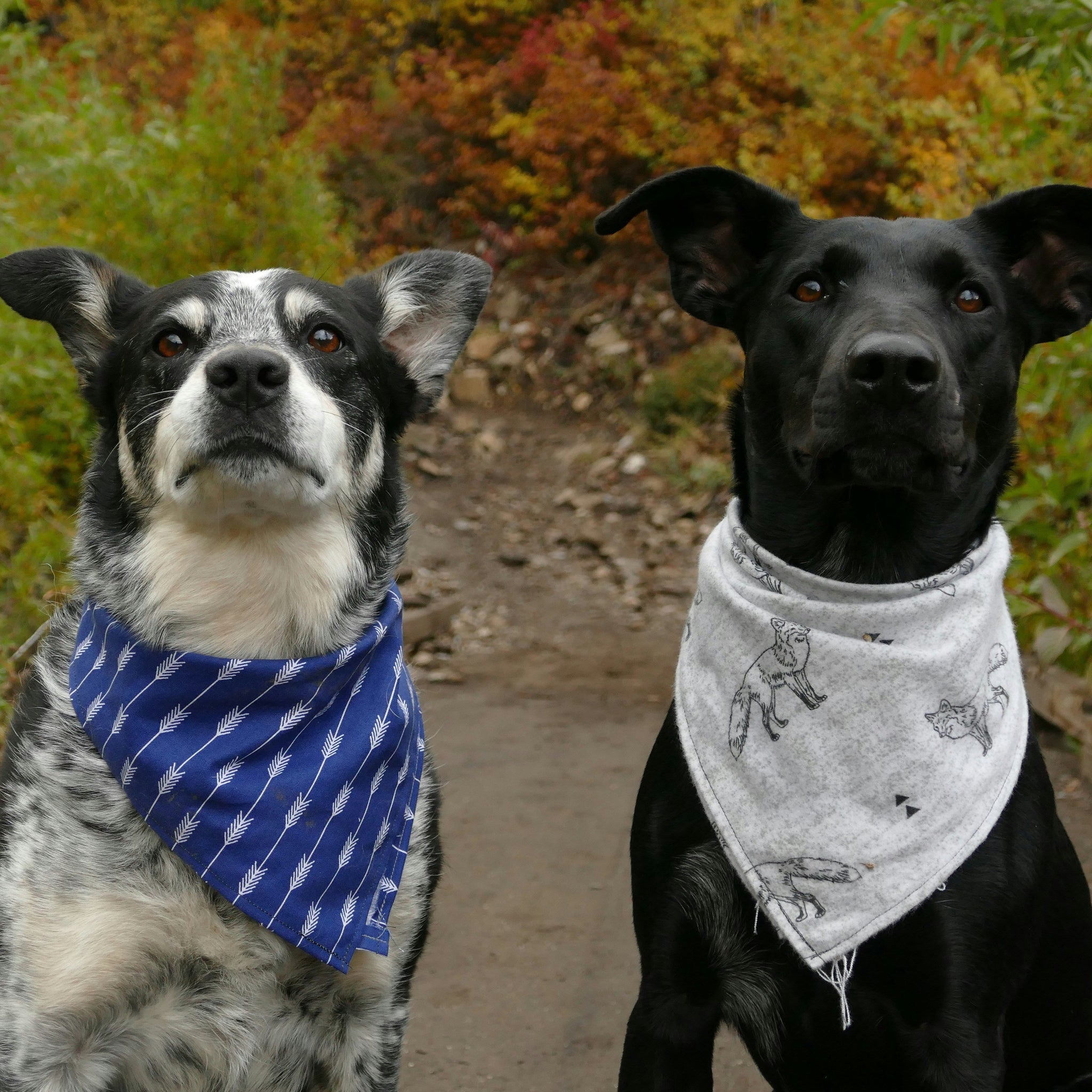 Helping Your Dog Thrive Socially