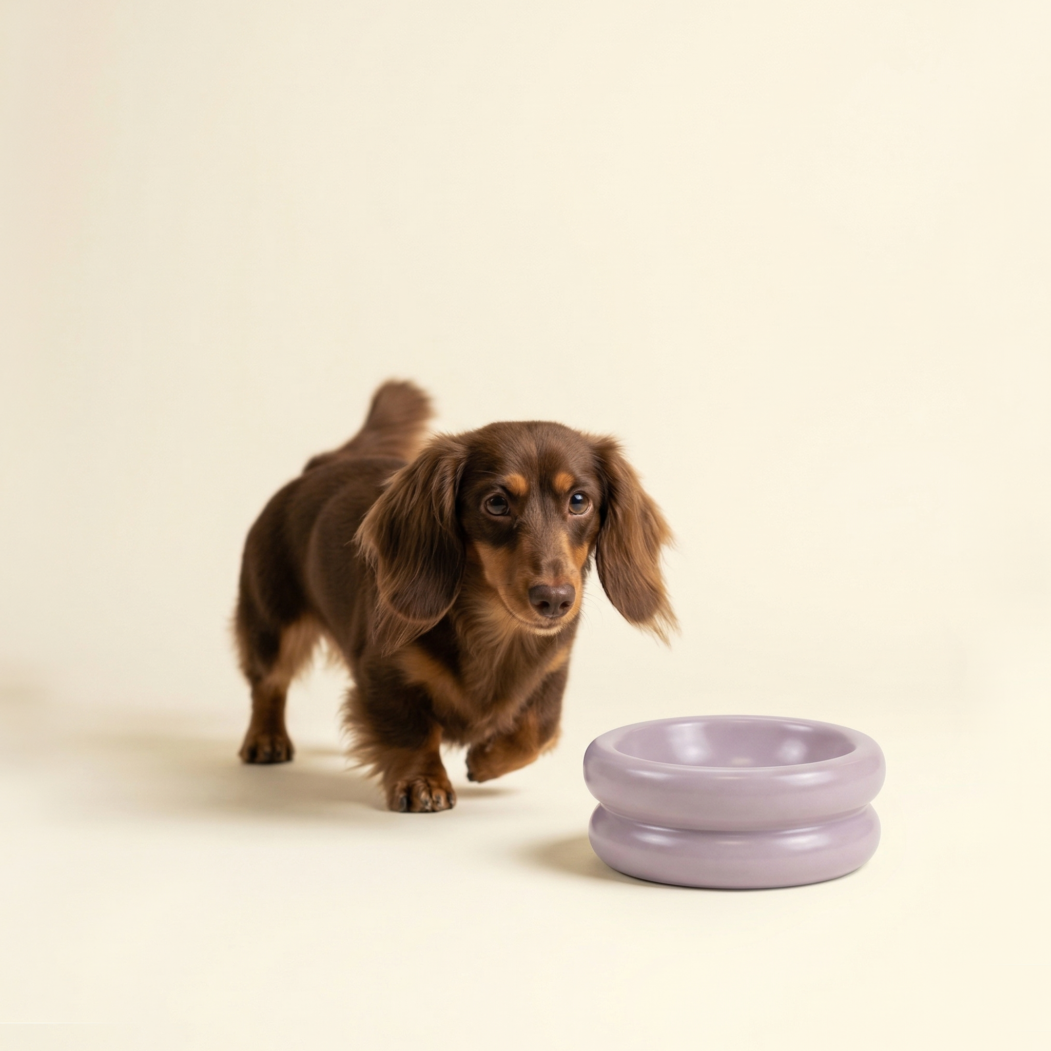 Bowl Donut Clásico de Cerámica para Mascotas
