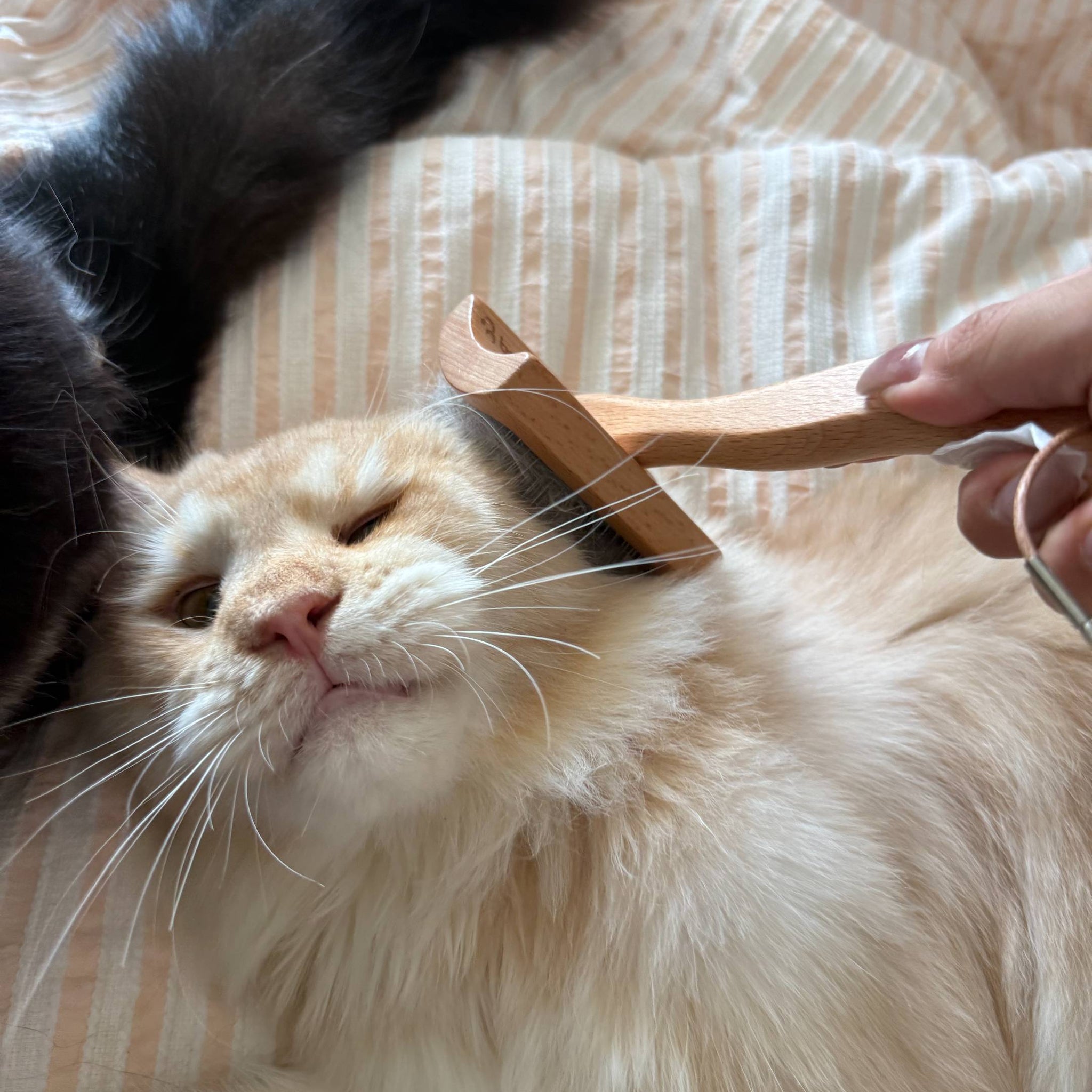 cat comb