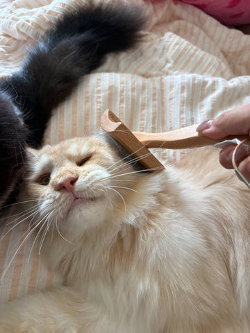 cat comb